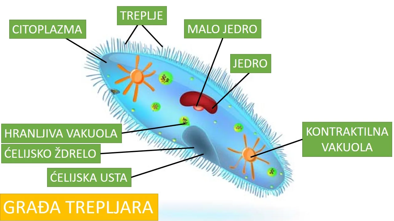 Papučica odnosno paramecijum sa trepljama